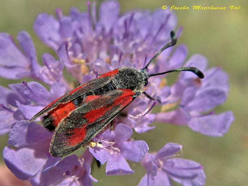 Zygaena sarpedon 110716